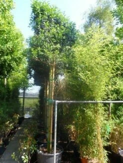 Portugese Laurier Als Boom (Prunus Lusitanica 'Angustifolia') -DIRECTPLANT Winkel prunus lusitanica angustifolia 16 18 20ho cont. leivorm