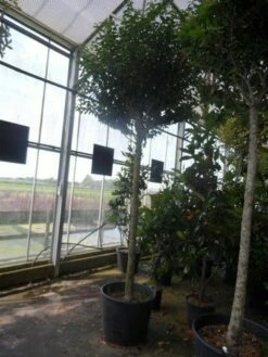 Portugese Laurier Als Boom (Prunus Lusitanica 'Angustifolia') -DIRECTPLANT Winkel prunus lusitanica angustifolia 16 18ho c90