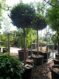 Portugese Laurier Als Boom (Prunus Lusitanica 'Angustifolia') -DIRECTPLANT Winkel prunus lusitanica angustifolia 18 20 ho c130