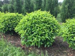 Portugese Laurier Als Grote Bolvorm (Prunus Lusitanica 'Angustifolia') -DIRECTPLANT Winkel prunus lusitanica angustifolia 90 cm breed bol drkl 2