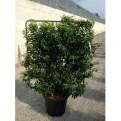 Portugese Laurier Als Leivorm (Prunus Lusitanica 'Angustifolia') -DIRECTPLANT Winkel prunus lusitanica angustifolia 95x110 leivorm 2