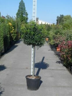 Portugese Laurier Op Stam (Prunus Lusitanica 'Angustifolia') -DIRECTPLANT Winkel prunus lusitanica angustifolia halfstam c25