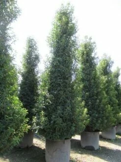 Portugese Laurier, Piramide (Prunus Lusitanica ) -DIRECTPLANT Winkel prunus lusitanica piramide 1