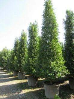 Portugese Laurier, Piramide (Prunus Lusitanica ) -DIRECTPLANT Winkel prunus lusitanica piramide 2 1