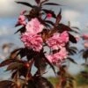 Roodbladige Japanse Sierkers (Prunus 'Royal Burgundy') -DIRECTPLANT Winkel prunus royal burgundy