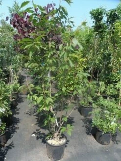 Sierkers, Struikvorm (Prunus Serrulata 'Kanzan') -DIRECTPLANT Winkel prunus serrulata kanzan 150 175 200 c25