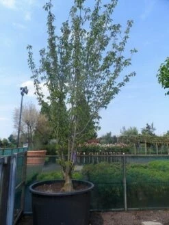 Sierkers, Struikvorm (Prunus Serrulata 'Kanzan') -DIRECTPLANT Winkel prunus serrulata kanzan meerstammig 400 500 c750