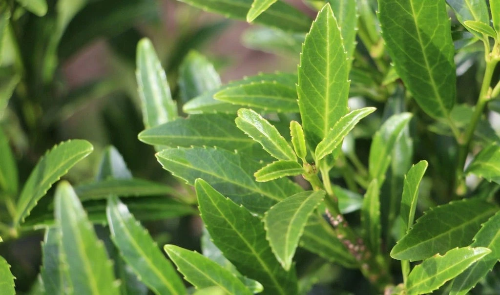 Laurierkers (Prunus Laurocerasus 'Sofia') 3 Laurierkers (Prunus Laurocerasus 'Sofia')