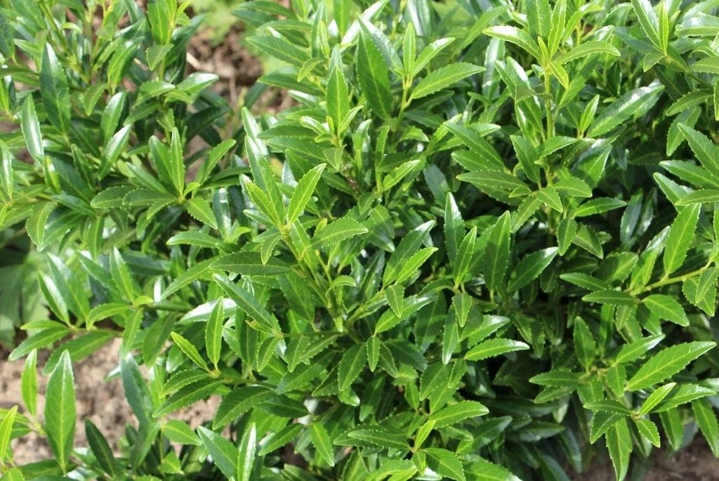 Laurierkers (Prunus Laurocerasus 'Sofia') 4 Laurierkers (Prunus Laurocerasus 'Sofia') - Afbeelding 2