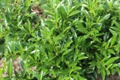 Laurierkers (Prunus Laurocerasus 'Sofia') -DIRECTPLANT Winkel prunuslsofia02 3