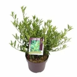 Laurierkers (Prunus Laurocerasus 'Sofia') -DIRECTPLANT Winkel prunuslsofia03 2