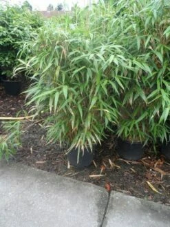 Bamboe (Pseudosasa Japonica) -DIRECTPLANT Winkel pseudosasa japonica 150 175 c25
