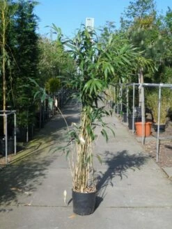 Bamboe (Pseudosasa Japonica) -DIRECTPLANT Winkel pseudosasa japonica 150 200 c20