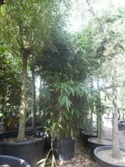 Bamboe (Pseudosasa Japonica) -DIRECTPLANT Winkel pseudosasa japonica 200 300 c240 extra