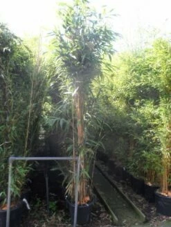 Bamboe (Pseudosasa Japonica) -DIRECTPLANT Winkel pseudosasa japonica 250 300 c35