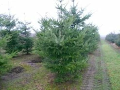 Douglasspar (Pseudotsuga Menziessii) -DIRECTPLANT Winkel pseudotsuga menziesii 300 400 200 300 002