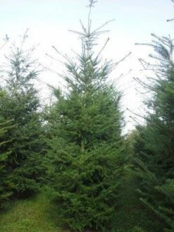 Douglasspar (Pseudotsuga Menziessii) -DIRECTPLANT Winkel pseudotsuga menziesii 400 450 1