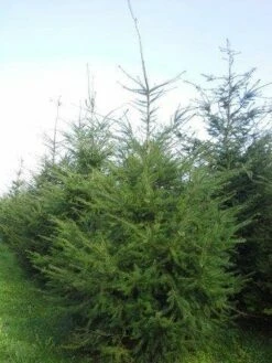 Douglasspar (Pseudotsuga Menziessii) -DIRECTPLANT Winkel pseudotsuga menziesii 400 450 2