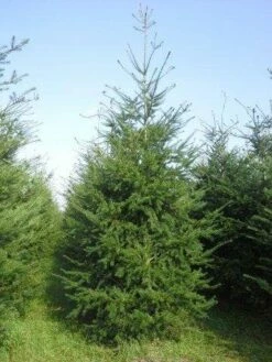 Douglasspar (Pseudotsuga Menziessii) -DIRECTPLANT Winkel pseudotsuga menziesii 400 450 4