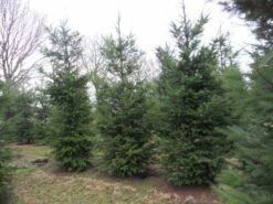 Douglasspar (Pseudotsuga Menziessii) -DIRECTPLANT Winkel pseudotsuga menziesii 500