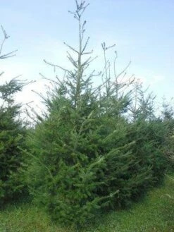 Douglasspar (Pseudotsuga Menziessii) -DIRECTPLANT Winkel pseudotsuga menzisii 400 450