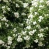 Klimroos (Rosa Banksiae 'Purezza') -DIRECTPLANT Winkel purezza lr 2