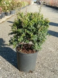 Vuurdoorn Als Bol (Pyracantha 'Navaho')