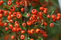 Vuurdoorn (Pyracantha 'Orange Glow') -DIRECTPLANT Winkel pyracantha orange glow 10