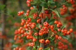 Vuurdoorn (Pyracantha 'Orange Glow') -DIRECTPLANT Winkel pyracantha orange glow 11