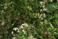 Vuurdoorn (Pyracantha 'Orange Glow') -DIRECTPLANT Winkel pyracantha orange glow 2