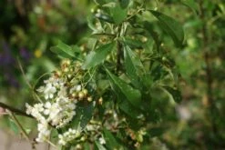 Vuurdoorn (Pyracantha 'Orange Glow') -DIRECTPLANT Winkel pyracantha orange glow 3