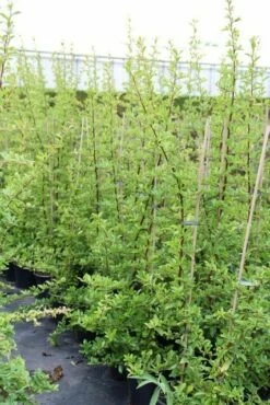 Vuurdoorn (Pyracantha 'Orange Glow') -DIRECTPLANT Winkel pyracantha orange glow 6