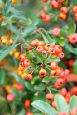 Vuurdoorn (Pyracantha 'Orange Glow') -DIRECTPLANT Winkel pyracantha orange glow 7