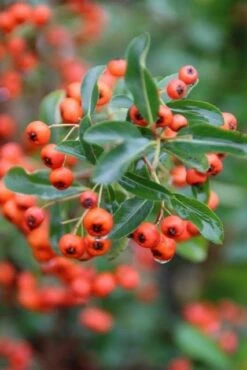 Vuurdoorn (Pyracantha 'Orange Glow') -DIRECTPLANT Winkel pyracantha orange glow 8