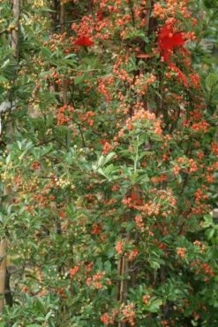 Vuurdoorn (Pyracantha 'Orange Glow') -DIRECTPLANT Winkel pyracantha orange glow 9