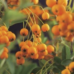 Vuurdoorn (Pyracantha 'Soleil D'Or')