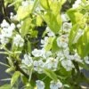 Sierpeer Als Leivorm (Pyrus Calleryana 'Chanticleer) -DIRECTPLANT Winkel pyrus chanticleer 1
