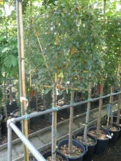 Duo-peer (Conference/Doyenne) -DIRECTPLANT Winkel pyrus communis eetpeer halfstam leivorm