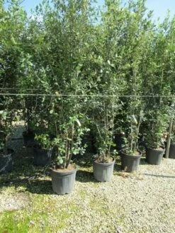 Steeneik Meerstammig (Quercus Ilex) 13 Steeneik Meerstammig (Quercus Ilex) -DIRECTPLANT Winkel quercus ilex 200 250meerstammig