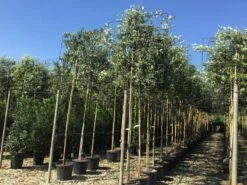 Steeneik Als Leiboom (Quercus Ilex) -DIRECTPLANT Winkel quercus ilex 8 10 leivorm 1
