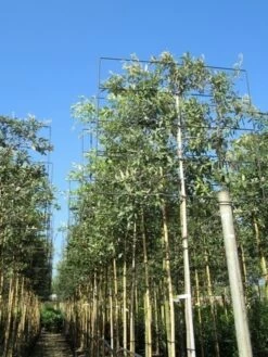 Steeneik Als Leiboom (Quercus Ilex) -DIRECTPLANT Winkel quercus ilex 8 10 leivorm 2