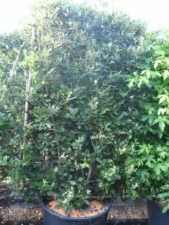 Steeneik Als Leivorm (Quercus Ilex) -DIRECTPLANT Winkel quercus ilex leivorm 200x120