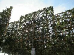 Steeneik Als Leivorm (Quercus Ilex) -DIRECTPLANT Winkel quercus ilex leivorm 3