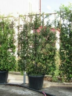 Steeneik Als Leivorm (Quercus Ilex) -DIRECTPLANT Winkel quercus ilex leivorm 4