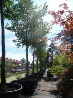 Zomereik (Quercus Robur) -DIRECTPLANT Winkel quercus robur 35 40ho c750 1