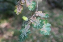 Zomereik (Quercus Robur) -DIRECTPLANT Winkel quercus robur eikenboom 1