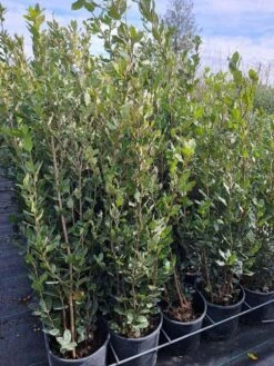 Steeneik Als Struik (Quercus Ilex) 19 Steeneik Als Struik (Quercus Ilex) -DIRECTPLANT Winkel quercusilex steeneik voorraad02b