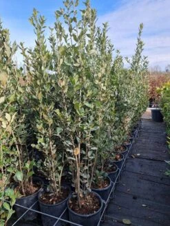 Steeneik Als Struik (Quercus Ilex) 20 Steeneik Als Struik (Quercus Ilex) -DIRECTPLANT Winkel quercusilex steeneik voorraad03b