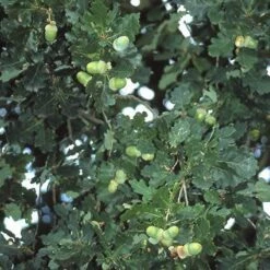 Zomereik, Bosplantsoen (Quercus Robur) -DIRECTPLANT Winkel qurobur 5 1