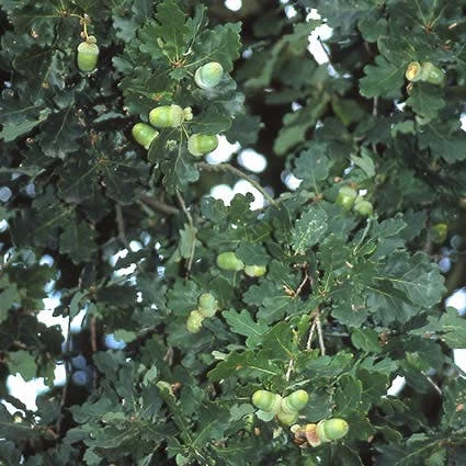 Zomereik, Bosplantsoen (Quercus Robur) 5 Zomereik, Bosplantsoen (Quercus Robur) - Afbeelding 3